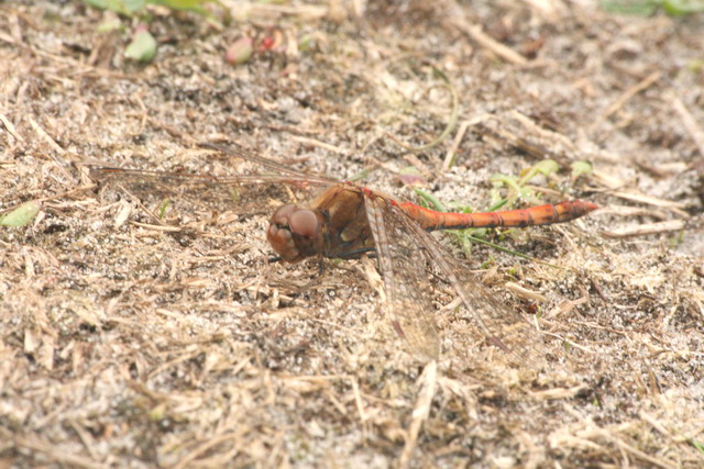 Bruinrode Heidelibel